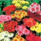 tammy.thompson.roush